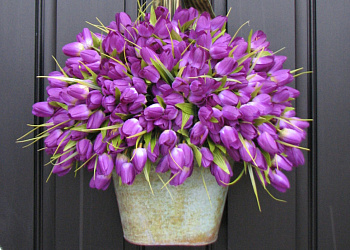 131 фиолетовый тюльпан