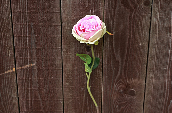 Роза "Дэвида Остина" розовая