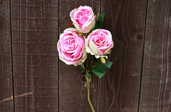 Роза пионовидная кустовая "Розовая"